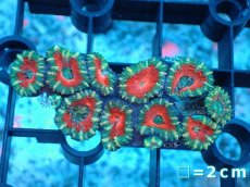 画像2: 【サンゴ】【通販】【オーストラリア産】カクオオトゲキクメイシ（Ultra Grade）（個体販売）No.19（生体）（サンゴ） (2)