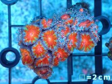 画像2: 【サンゴ】【通販】【オーストラリア産】カクオオトゲキクメイシ（Ultra Grade）（個体販売）No.20（生体）（サンゴ） (2)