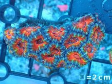 画像2: 【サンゴ】【通販】【オーストラリア産】カクオオトゲキクメイシ（Ultra Grade）（個体販売）No.21（生体）（サンゴ） (2)