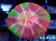 画像1: 【サマーセール10%OFFクーポン番号（10）対象商品 】 【サンゴ】【通販】【オーストラリア産】スコリミアsp. （Breeding Apple）（個体販売）No.1（生体）（サンゴ） (1)