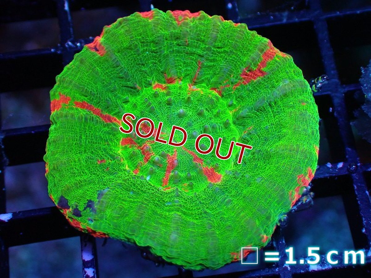 画像1: 【サンゴ】【通販】【オーストラリア産】スコリミアsp. （Breeding Apple）（個体販売）No.3（生体）（サンゴ） (1)