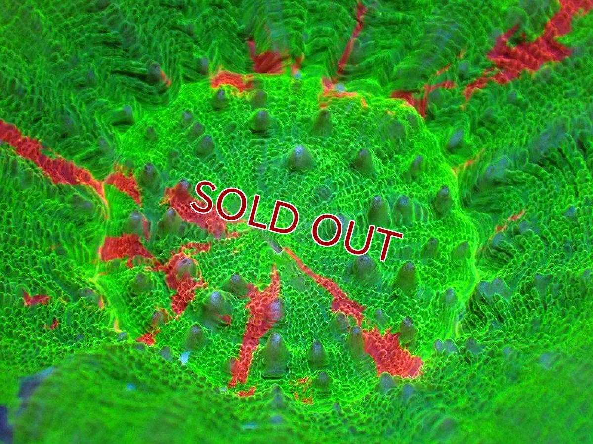 画像2: 【サンゴ】【通販】【オーストラリア産】スコリミアsp. （Breeding Apple）（個体販売）No.3（生体）（サンゴ） (2)