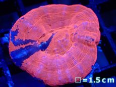 画像1: 【サマーセール10%OFFクーポン番号（10）対象商品 】 【サンゴ】【通販】【オーストラリア産】スコリミアsp. （Reverse Breeding Apple）（個体販売）No.7（生体）（サンゴ） (1)