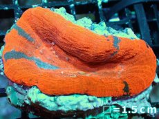 画像1: 【サマーセール10%OFFクーポン番号（10）対象商品 】 【サンゴ】【通販】【オーストラリア産】スコリミアsp. （Reverse Breeding Apple）（個体販売）No.8（生体）（サンゴ） (1)