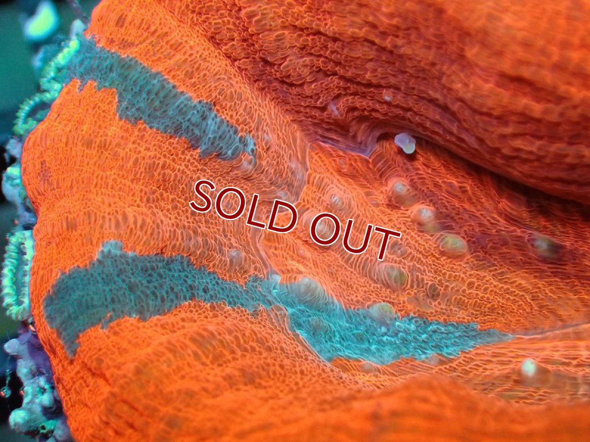 画像2: 【サンゴ】【通販】【オーストラリア産】スコリミアsp. （Reverse Breeding Apple）（個体販売）No.8（生体）（サンゴ） (2)