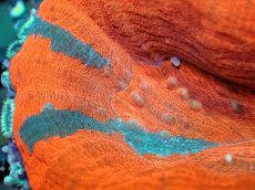画像2: 【サマーセール10%OFFクーポン番号（10）対象商品 】 【サンゴ】【通販】【オーストラリア産】スコリミアsp. （Reverse Breeding Apple）（個体販売）No.8（生体）（サンゴ） (2)