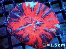 画像1: 【サマーセール10%OFFクーポン番号（10）対象商品 】 【サンゴ】【通販】【オーストラリア産】スコリミアsp. （War Paint）（個体販売）No.16（生体）（サンゴ） (1)