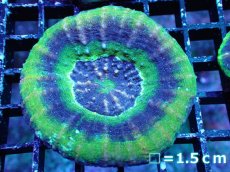 画像1: 【サマーセール10%OFFクーポン番号（10）対象商品 】 【サンゴ】【通販】【オーストラリア産】スコリミアsp. （UFO）（個体販売）No.18（生体）（サンゴ） (1)