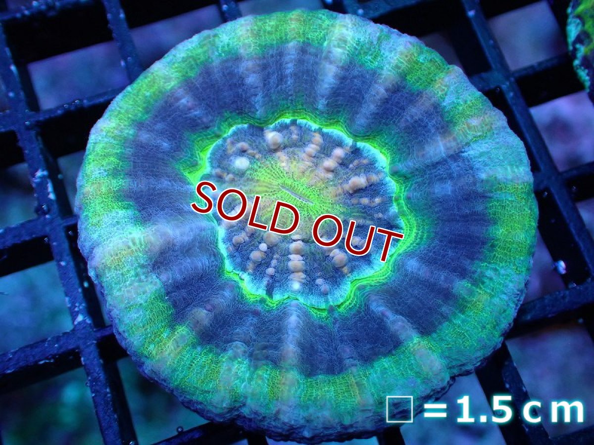 画像1: 【サンゴ】【通販】【オーストラリア産】スコリミアsp. （UFO）（個体販売）No.20（生体）（サンゴ） (1)