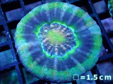 画像1: 【サマーセール10%OFFクーポン番号（10）対象商品 】 【サンゴ】【通販】【オーストラリア産】スコリミアsp. （UFO）（個体販売）No.20（生体）（サンゴ） (1)