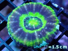 画像1: 【サマーセール10%OFFクーポン番号（10）対象商品 】 【サンゴ】【通販】【オーストラリア産】スコリミアsp. （UFO）（個体販売）No.21（生体）（サンゴ） (1)