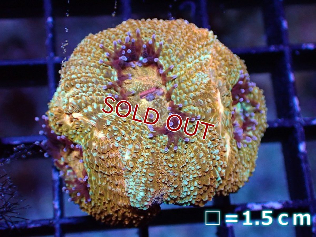 画像1: 【サンゴ】【通販】【オーストラリア産】オオトゲキクメイシ（Bowerbanki/Ultra Grade）（個体販売）No.1（生体）（サンゴ） (1)