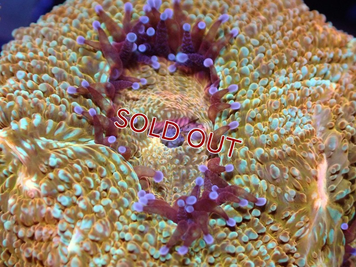 画像2: 【サンゴ】【通販】【オーストラリア産】オオトゲキクメイシ（Bowerbanki/Ultra Grade）（個体販売）No.1（生体）（サンゴ） (2)
