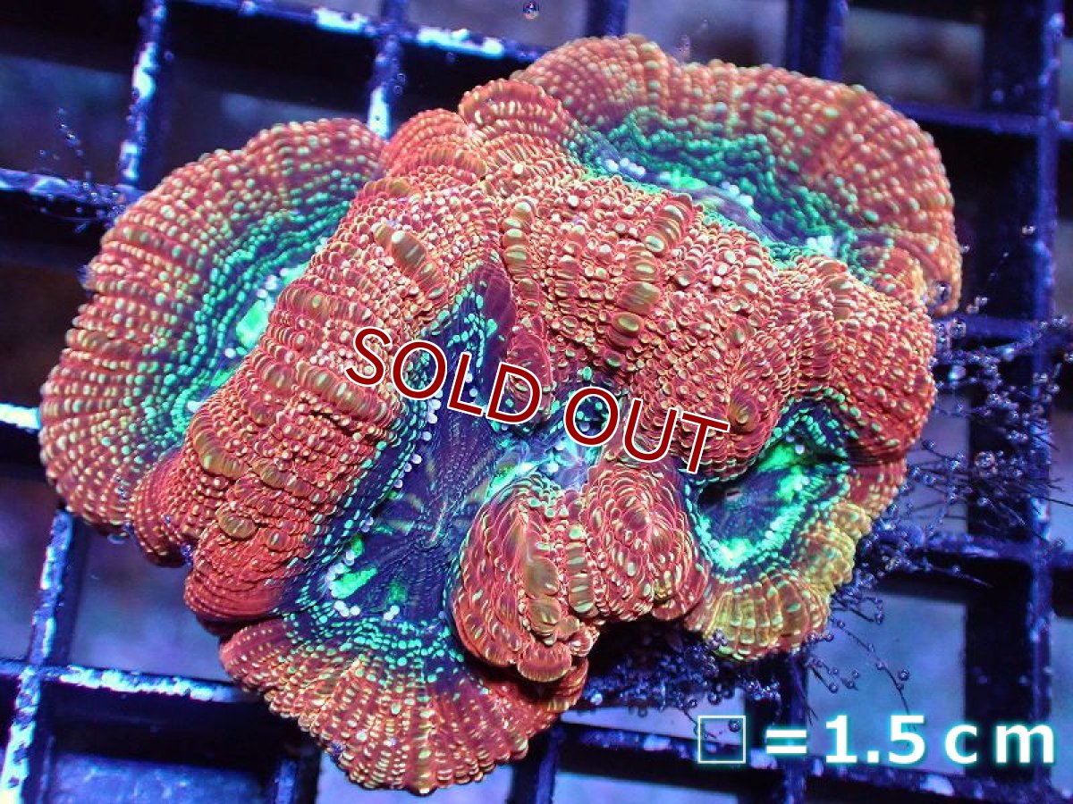 画像1: 【サンゴ】【通販】【オーストラリア産】オオトゲキクメイシ（Bowerbanki/Ultra Grade）（個体販売）No.3（生体）（サンゴ） (1)