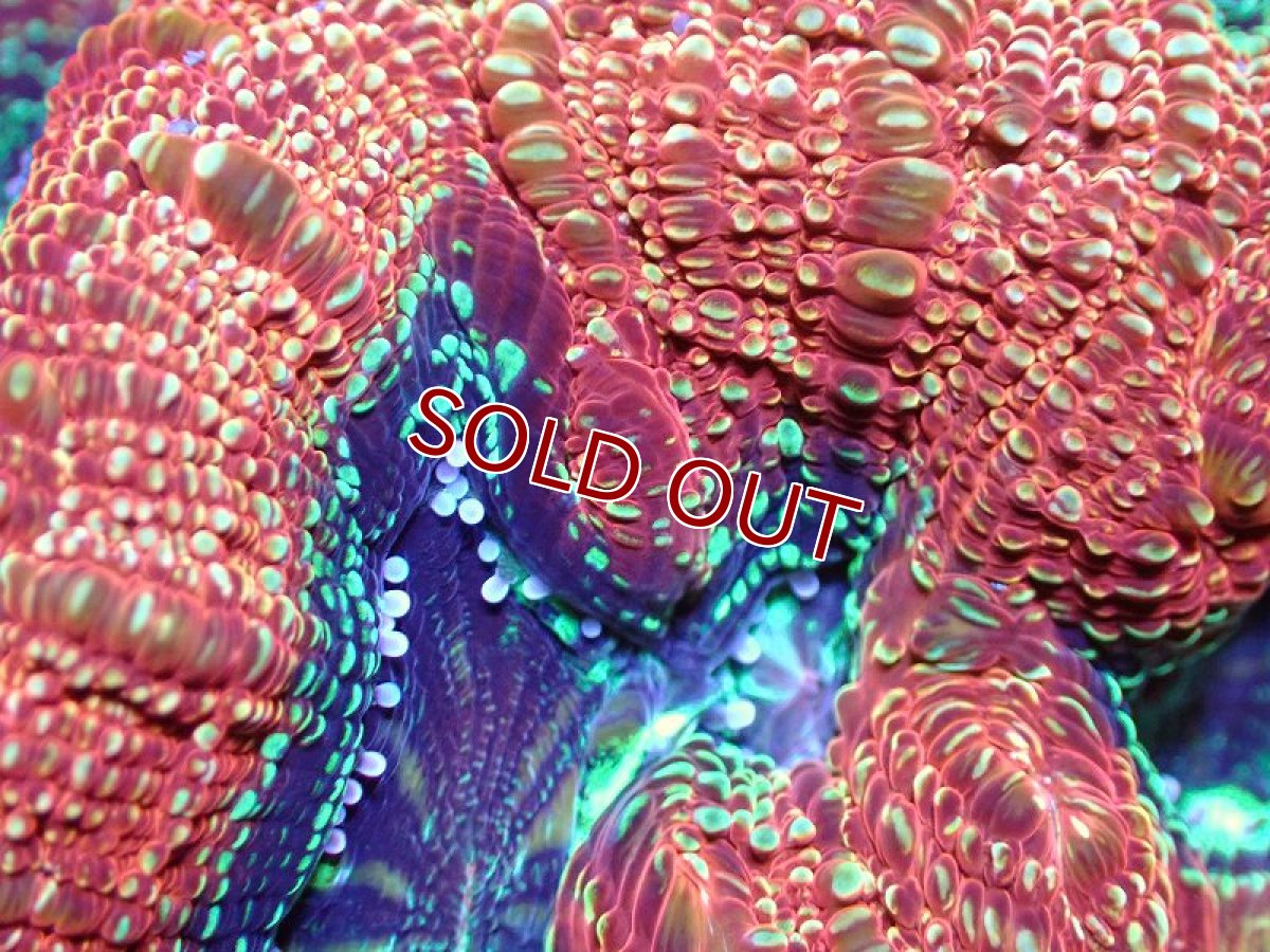 画像2: 【サンゴ】【通販】【オーストラリア産】オオトゲキクメイシ（Bowerbanki/Ultra Grade）（個体販売）No.3（生体）（サンゴ） (2)