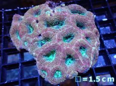 画像1: 【サマーセール10%OFFクーポン番号（10）対象商品 】 【サンゴ】【通販】【オーストラリア産】カクオオトゲキクメイシ（Bowerbanki/Ultra Grade）（個体販売）No.4（生体）（サンゴ） (1)