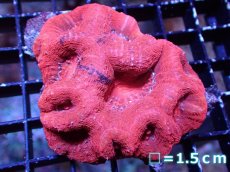 画像1: 【サマーセール10%OFFクーポン番号（10）対象商品 】 【サンゴ】【通販】【オーストラリア産】カクオオトゲキクメイシ（Bowerbanki/Ultra Grade）（個体販売）No.5（生体）（サンゴ） (1)