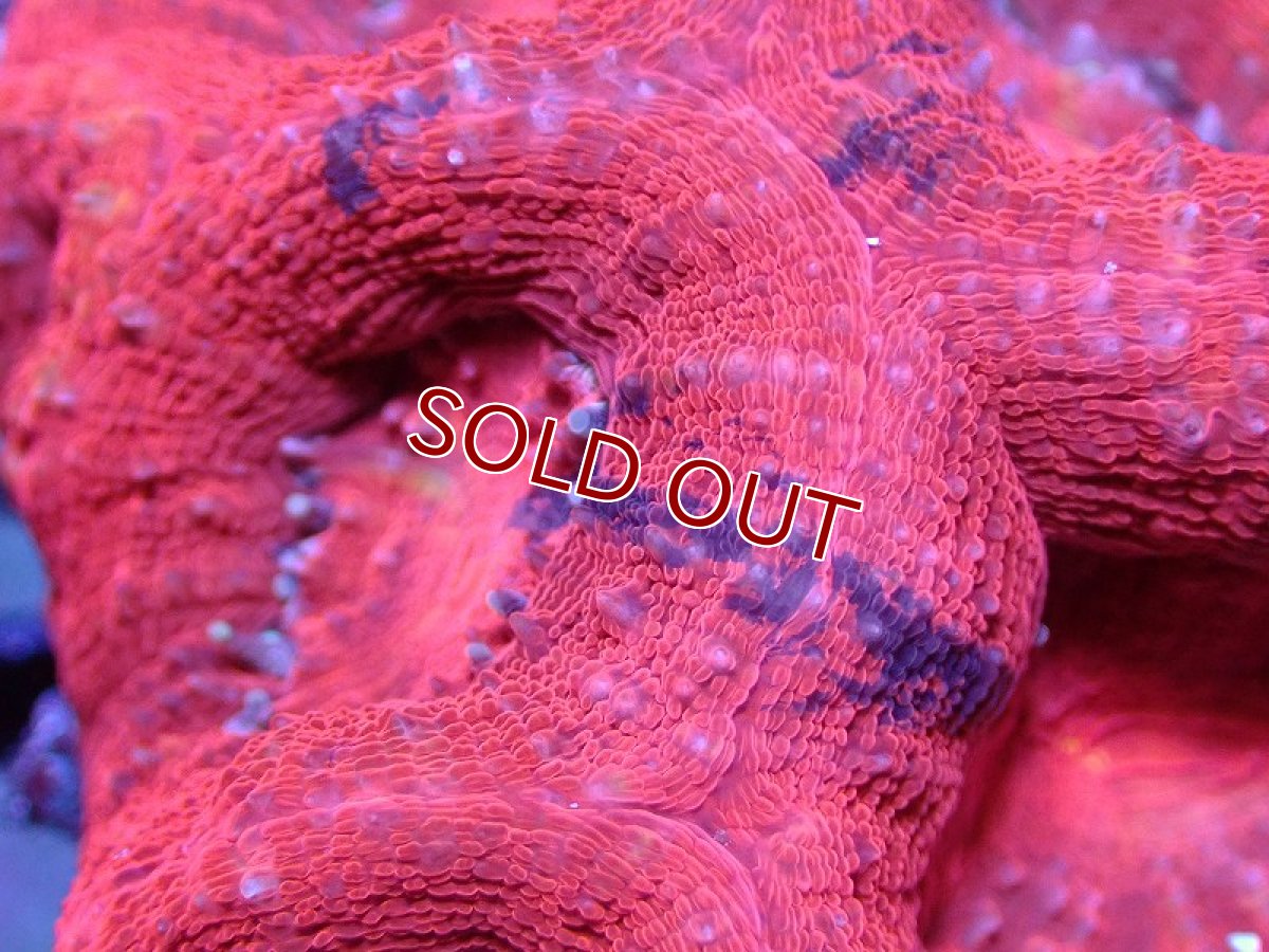 画像2: 【サンゴ】【通販】【オーストラリア産】オオトゲキクメイシ（Bowerbanki/Ultra Grade）（個体販売）No.5（生体）（サンゴ） (2)