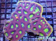 画像1: 【サマーセール10%OFFクーポン番号（10）対象商品 】 【サンゴ】【通販】【オーストラリア産】キクメイシsp. （Dragon Soul）（個体販売）No.1（生体）（サンゴ） (1)