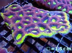 画像1: 【サマーセール10%OFFクーポン番号（10）対象商品 】 【サンゴ】【通販】【オーストラリア産】キクメイシsp. （Dragon Soul）（個体販売）No.3（生体）（サンゴ） (1)