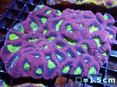 画像1: 【サマーセール10%OFFクーポン番号（10）対象商品 】 【サンゴ】【通販】【オーストラリア産】キクメイシsp. （Dragon Soul）（個体販売）No.4（生体）（サンゴ） (1)