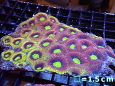 画像1: 【サマーセール10%OFFクーポン番号（10）対象商品 】 【サンゴ】【通販】【オーストラリア産】キクメイシsp. （Dragon Soul）（個体販売）No.5（生体）（サンゴ） (1)