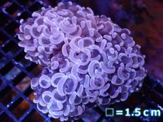 画像1: 【サマーセール10%OFFクーポン番号（10）対象商品 】 【サンゴ】【通販】【オーストラリア産】ナガレハナサンゴ （Special Mauve）（個体販売）No.1（生体）（サンゴ） (1)