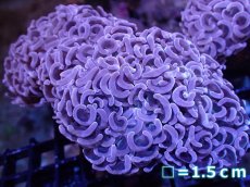 画像1: 【サマーセール10%OFFクーポン番号（10）対象商品 】 【サンゴ】【通販】【オーストラリア産】ナガレハナサンゴ （Special Mauve）（個体販売）No.2（生体）（サンゴ） (1)