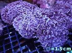 画像1: 【サマーセール10%OFFクーポン番号（10）対象商品 】 【サンゴ】【通販】【オーストラリア産】ナガレハナサンゴ （Mauve）Lサイズ（個体販売）No.4（生体）（サンゴ） (1)