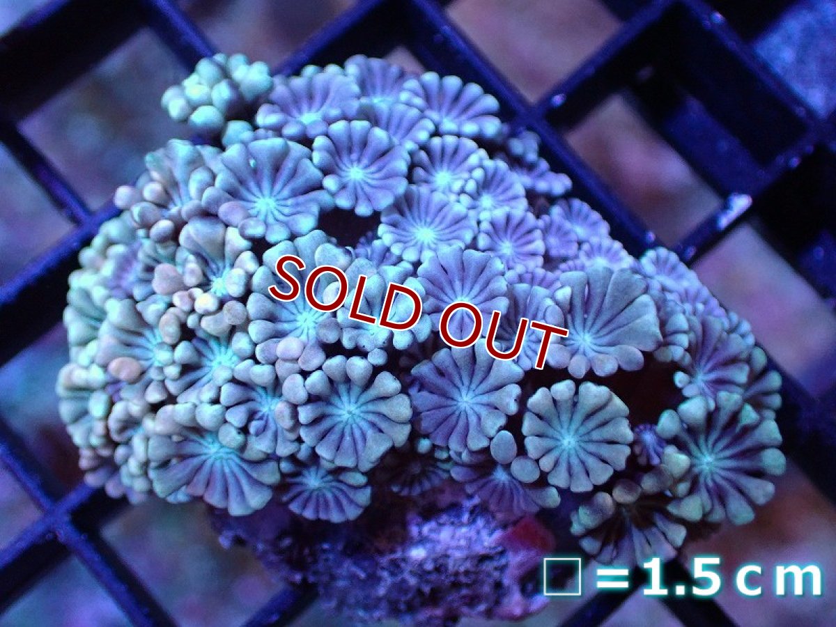 画像1: 【サンゴ】【通販】【オーストラリア産】アワサンゴ （Special Mauve）SMサイズ（個体販売）No.2（生体）（サンゴ） (1)