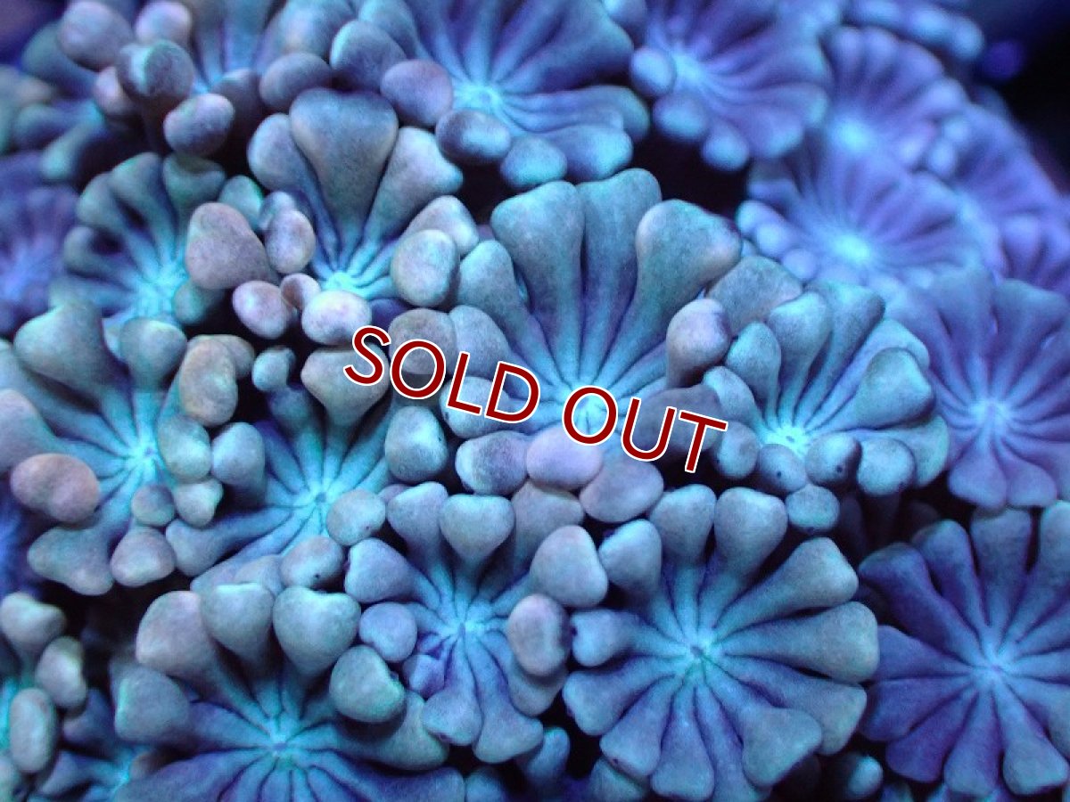 画像2: 【サンゴ】【通販】【オーストラリア産】アワサンゴ （Special Mauve）SMサイズ（個体販売）No.2（生体）（サンゴ） (2)