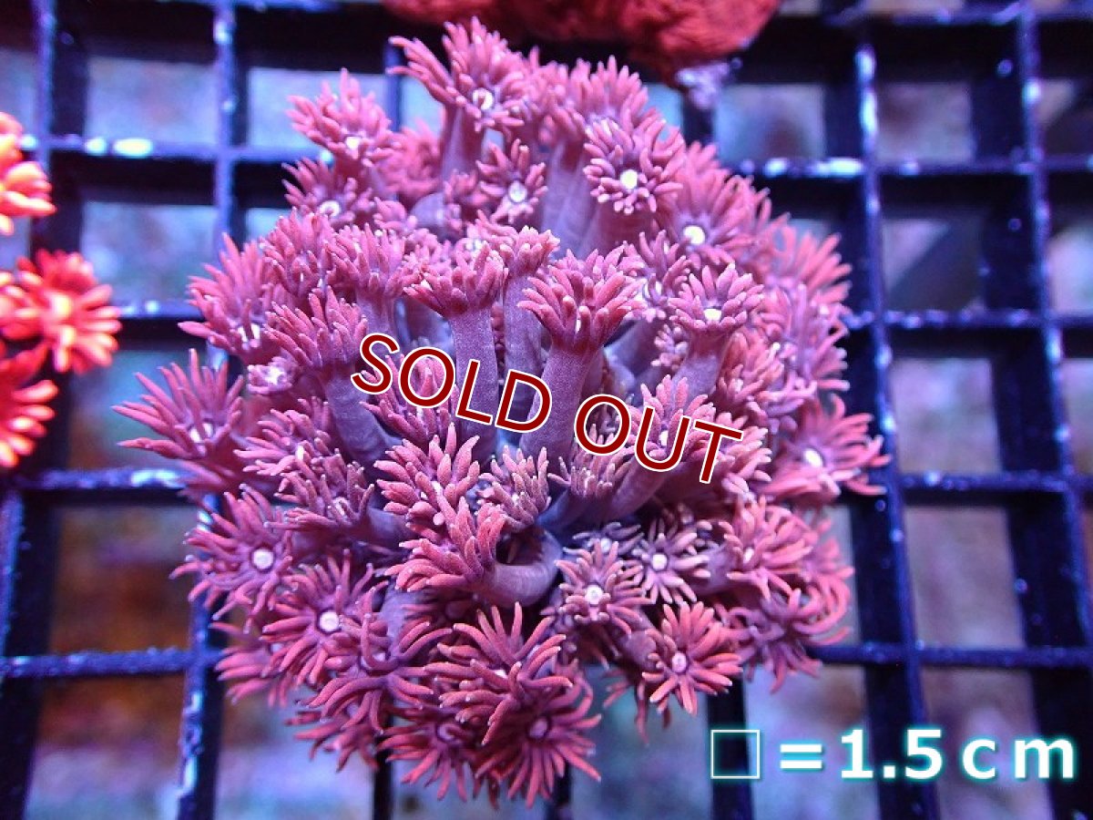 画像1: 【サンゴ】【通販】【オーストラリア産】ハナガササンゴ （RED）SMサイズ（個体販売）No.1（生体）（サンゴ） (1)