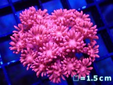 画像1: 【サマーセール10%OFFクーポン番号（10）対象商品 】 【サンゴ】【通販】【オーストラリア産】ハナガササンゴ （RED）Sサイズ（個体販売）No.4（生体）（サンゴ） (1)