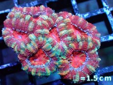 画像2: 【サマーセール10%OFFクーポン番号（10）対象商品 】 【サンゴ】【通販】【オーストラリア産】カクオオトゲキクメイシ（Ultra Grade）（個体販売）No.4（生体）（サンゴ） (2)