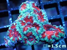 画像2: 【サマーセール10%OFFクーポン番号（10）対象商品 】 【サンゴ】【通販】【オーストラリア産】カクオオトゲキクメイシ（Ultra Grade）（個体販売）No.5（生体）（サンゴ） (2)