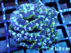 画像2: 【サマーセール10%OFFクーポン番号（10）対象商品 】 【サンゴ】【通販】【オーストラリア産】カクオオトゲキクメイシ（Ultra Grade）（個体販売）No.9（生体）（サンゴ） (2)