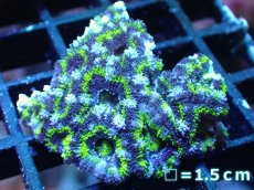 画像2: 【サマーセール10%OFFクーポン番号（10）対象商品 】 【サンゴ】【通販】【オーストラリア産】カクオオトゲキクメイシ（Ultra Grade）（個体販売）No.14（生体）（サンゴ） (2)
