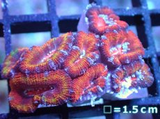 画像2: 【サマーセール10%OFFクーポン番号（10）対象商品 】 【サンゴ】【通販】【オーストラリア産】カクオオトゲキクメイシ（Ultra Grade）（個体販売）No.16（生体）（サンゴ） (2)