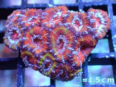 画像2: 【サマーセール10%OFFクーポン番号（10）対象商品 】 【サンゴ】【通販】【オーストラリア産】カクオオトゲキクメイシ（Ultra Grade）（個体販売）No.19（生体）（サンゴ） (2)