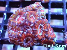 画像2: 【サマーセール10%OFFクーポン番号（10）対象商品 】 【サンゴ】【通販】【オーストラリア産】カクオオトゲキクメイシ（Ultra Grade）（個体販売）No.20（生体）（サンゴ） (2)