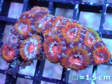 画像2: 【サマーセール10%OFFクーポン番号（10）対象商品 】 【サンゴ】【通販】【オーストラリア産】カクオオトゲキクメイシ（Ultra Grade）（個体販売）No.21（生体）（サンゴ） (2)