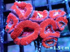 画像2: 【サマーセール10%OFFクーポン番号（10）対象商品 】 【サンゴ】【通販】【オーストラリア産】カクオオトゲキクメイシ（Ultra Grade）（個体販売）No.23（生体）（サンゴ） (2)