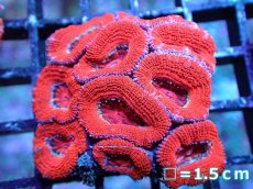 画像2: 【サマーセール10%OFFクーポン番号（10）対象商品 】 【サンゴ】【通販】【オーストラリア産】カクオオトゲキクメイシ（Ultra Grade）（個体販売）No.24（生体）（サンゴ） (2)