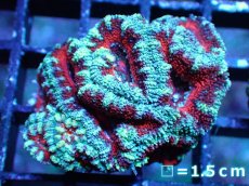 画像2: 【サマーセール10%OFFクーポン番号（10）対象商品 】 【サンゴ】【通販】【オーストラリア産】カクオオトゲキクメイシ（Ultra Grade）（個体販売）No.29（生体）（サンゴ） (2)