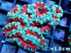 画像2: 【サマーセール10%OFFクーポン番号（10）対象商品 】 【サンゴ】【通販】【オーストラリア産】カクオオトゲキクメイシ（Ultra Grade）（個体販売）No.32（生体）（サンゴ） (2)