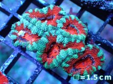 画像2: 【サマーセール10%OFFクーポン番号（10）対象商品 】 【サンゴ】【通販】【オーストラリア産】カクオオトゲキクメイシ（Ultra Grade）（個体販売）No.34（生体）（サンゴ） (2)