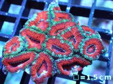 画像2: 【サマーセール10%OFFクーポン番号（10）対象商品 】 【サンゴ】【通販】【オーストラリア産】カクオオトゲキクメイシ（Ultra Grade）（個体販売）No.42（生体）（サンゴ） (2)