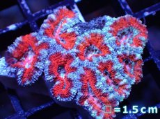 画像2: 【サマーセール10%OFFクーポン番号（10）対象商品 】 【サンゴ】【通販】【オーストラリア産】カクオオトゲキクメイシ（Ultra Grade）（個体販売）No.51（生体）（サンゴ） (2)