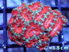 画像2: 【サマーセール10%OFFクーポン番号（10）対象商品 】 【サンゴ】【通販】【オーストラリア産】カクオオトゲキクメイシ（Ultra Grade）（個体販売）No.60（生体）（サンゴ） (2)