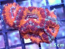 画像2: 【サマーセール10%OFFクーポン番号（10）対象商品 】 【サンゴ】【通販】【オーストラリア産】カクオオトゲキクメイシ（Ultra Grade）（個体販売）No.63（生体）（サンゴ） (2)